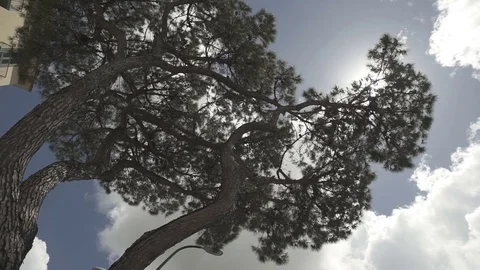 Tree in the sun slow motion movement Stock Footage 71210735