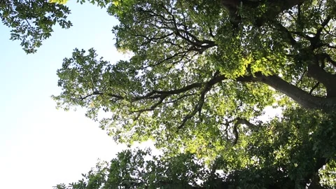  tree in the sun, tree in the forest Video stock 306034039