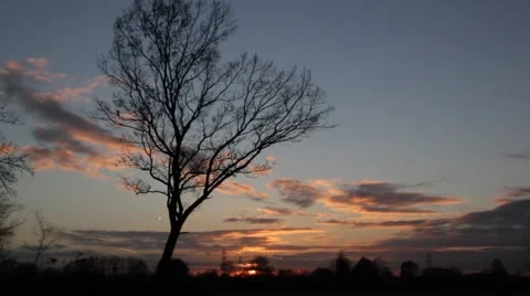 A tree in the sundown Stock Footage 44499204