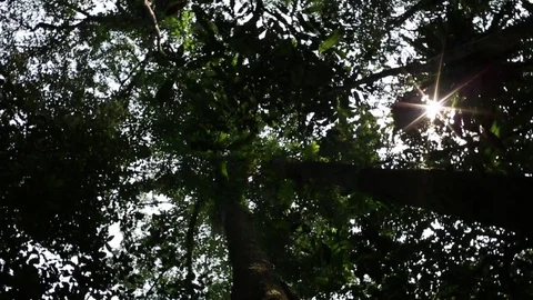 TREE SUNFLARE 스톡 동영상 75332662