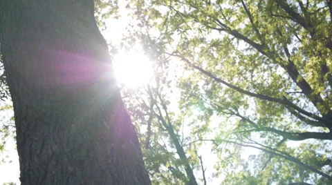 Tree with Sunglare 2 Stock Footage 39444454