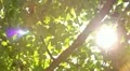 Tree Sunlight 01 Slow Motion 60fps HD720 HD Footage