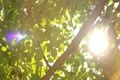 Tree Sunlight 01 Slow Motion 60fps SD Wide Footage