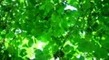 Tree Sunlight 03 Slow Motion 60fps HD720 HD Footage