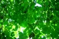 Tree Sunlight 03 Slow Motion 60fps SD Wide Footage