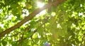 Tree Sunlight 05 Slow Motion 60fps HD720 HD Footage