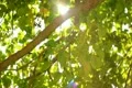 Tree Sunlight 05 Slow Motion 60fps SD Wide Footage