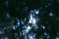 Tree Sunlight 07 Dolly R Morning Pine Trees SD wide Footage