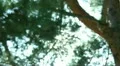 Tree Sunlight 08 Dolly L Pine Trees HD Footage