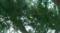 Tree Sunlight 09 Dolly R Pine Trees HD Footage
