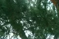 Tree Sunlight 09 Dolly R Pine Trees SD wide Footage