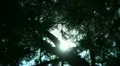 Tree Sunlight 11 Dolly R Pine Trees HD Footage