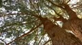 Tree Sunlight 14 Dolly R Pine Trees HD Footage