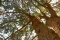 Tree Sunlight 14 Dolly R Pine Trees SD wide Footage
