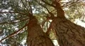 Tree Sunlight 15 Dolly L Pine Trees HD Footage