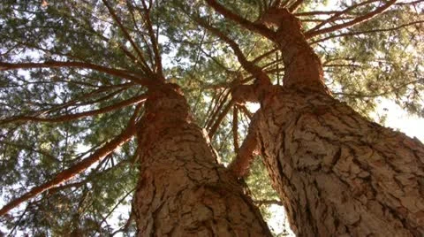 Tree Sunlight 15 Dolly L Pine Trees Stock Footage