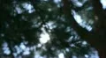 Tree Sunlight 16 Focus In Out Pine Trees HD Footage