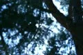 Tree Sunlight 17 Focus In Out Pine Trees SD wide Footage