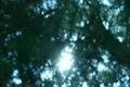 Tree Sunlight 18 Focus In Out Pine Trees SD wide Footage