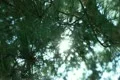 Tree Sunlight 19 Focus In Out Pine Trees SD wide Footage