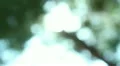 Tree Sunlight 22 Focus In Out Pine Trees HD Footage