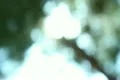 Tree Sunlight 22 Focus In Out Pine Trees SD wide Footage