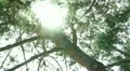 Tree Sunlight 24 Focus In Out Pine Trees HD Footage
