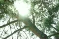 Tree Sunlight 24 Focus In Out Pine Trees SD wide Footage