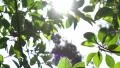 Tree Sunlight 480fps 01 Slow Motion x16 HD Footage