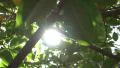 Tree Sunlight 480fps 02 Slow Motion x16 HD Footage