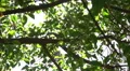 Tree Sunlight 480fps 03 Slow Motion x16 HD Footage