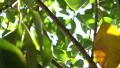 Tree Sunlight 480fps 04 Slow Motion x16 HD Footage