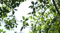Tree Sunlight 480fps 05 Slow Motion x16 HD Footage