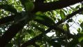 Tree Sunlight 480fps 06 Slow Motion x16 HD Footage