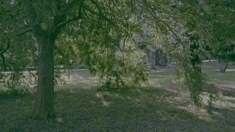 Tree in Sunlight 4K Stock Footage 104071539