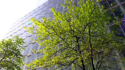 Tree in sunlight against  office building in Hamburg Stock Footage 38083867