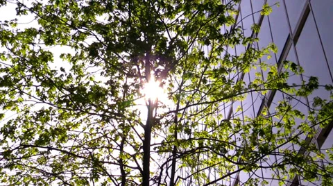 Tree in sunlight against an office building Stock Footage 38136173