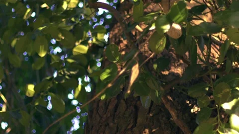 Tree in sunlight and breeze Stock Footage 228408524