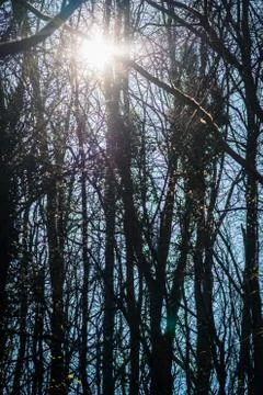 Tree sunlight backgrounds, The sun shining through a majestic green tree. Stock Photos