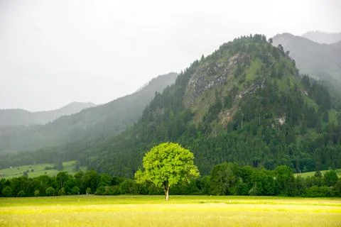 The tree in the sunlight. Behind the rain and fog in the Alps 写真素材