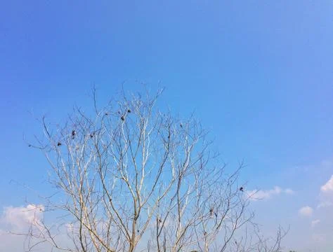 Tree sunlight blue sky background Foto stock