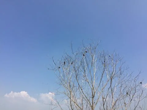 Tree sunlight blue sky background Stock Photos