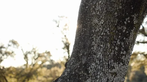 Tree sunlight flares Stock Footage