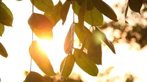 Tree with sunlight Stock Footage 88722270
