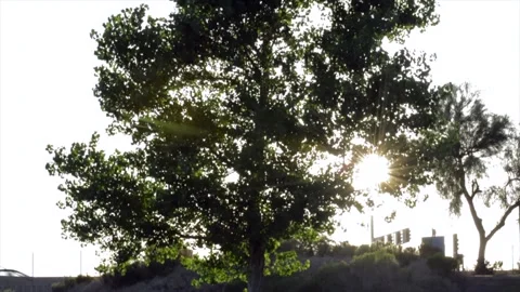 Tree with sunlight Stock Footage 167515546