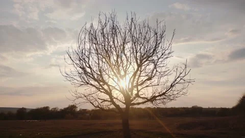 Tree In The Sunlight Stock Footage 169582698