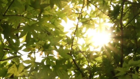 Tree Sunlight Footage HD Stock Footage 79028497