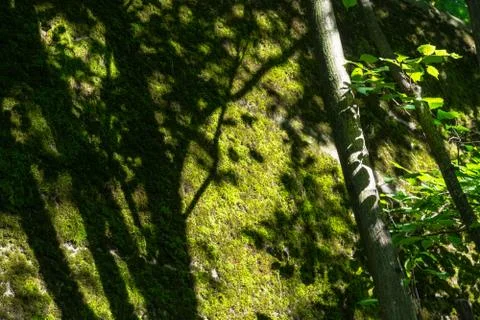 Tree with Sunlight on Mossy Wall Background Closeup Natural Green Texture Stock Photos