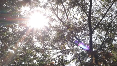 Tree with sunlight nature background Video stock 170756645