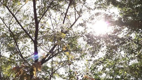 Tree with sunlight nature background Stock Footage 170756647